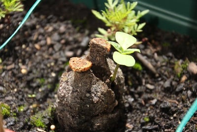 an image of a seed bomb