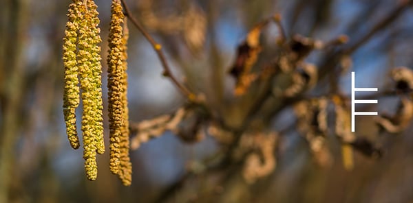 Alder-ogham