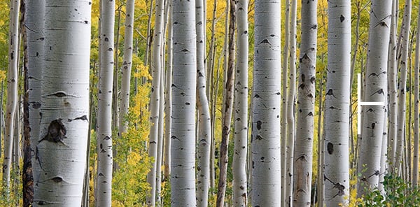 Birch-ogham