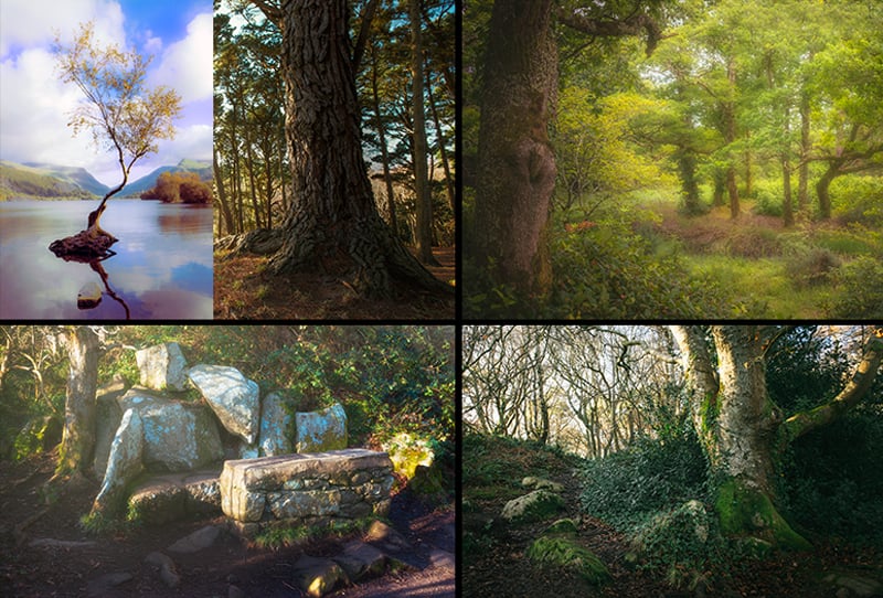 Celtic-woods-and-woodland-collection