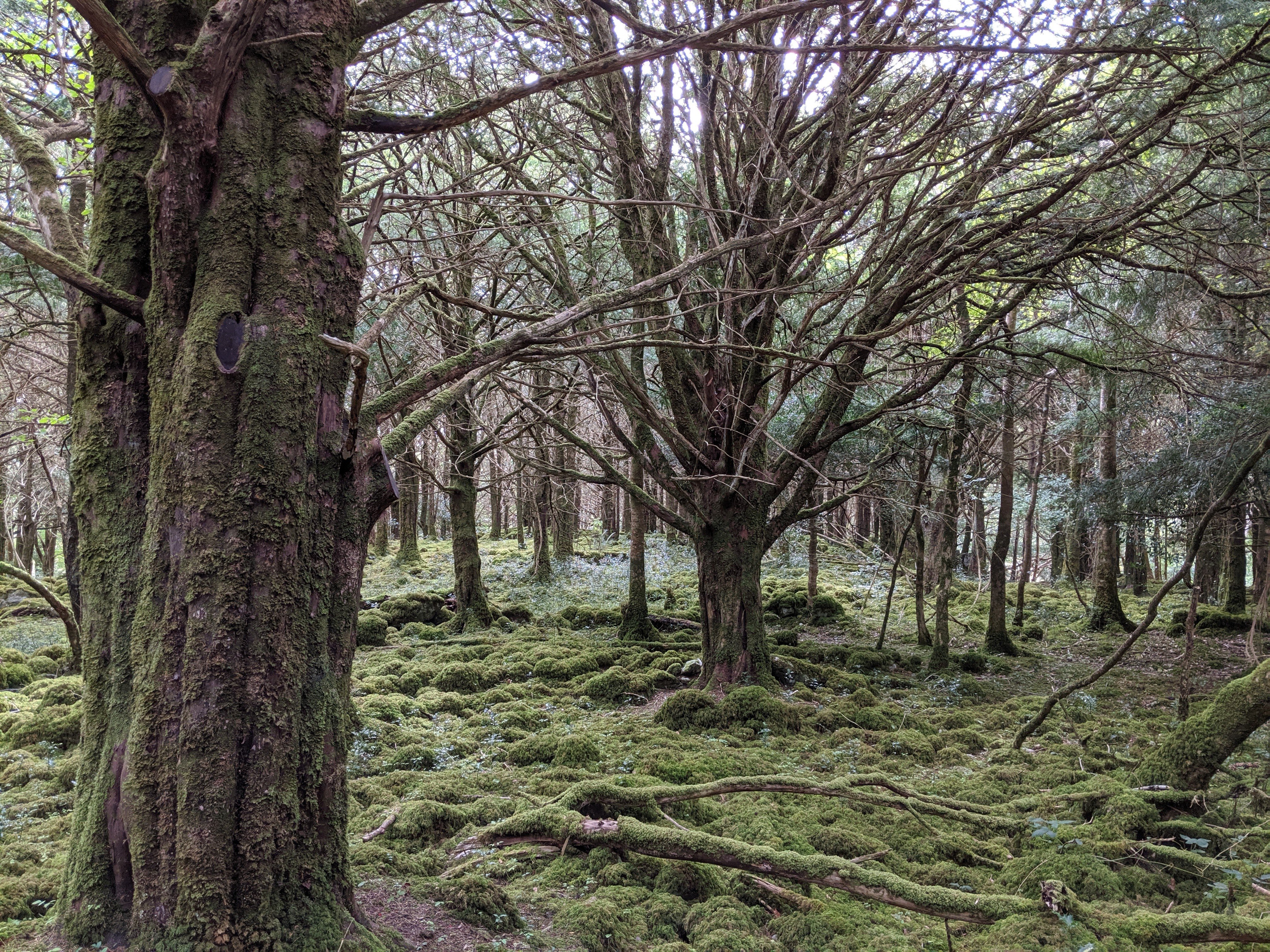 Oak and yew forest 2