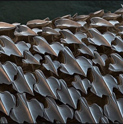 Shark Skin