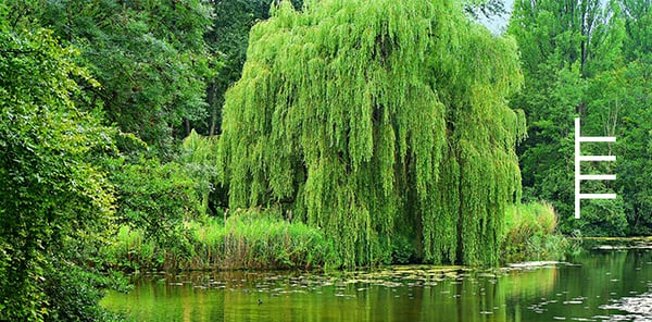 willow-ogham